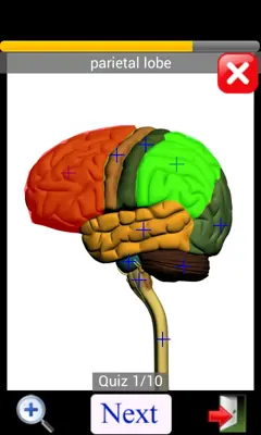 Anatomy Quiz Lite android App screenshot 8